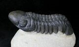 Large Reedops Trilobite - Great Preservation #19813-1